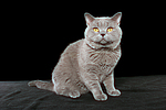 katzenfotos britisch_kurzhaar