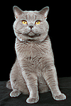 katzenfotos britisch_kurzhaar