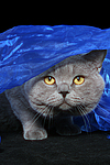 katzenfotos britisch_kurzhaar