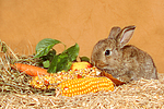 kleintierfotos kaninchen_-_zwergkaninchen
