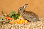 kleintierfotos kaninchen_-_zwergkaninchen