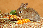 kleintierfotos kaninchen_-_zwergkaninchen