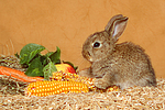 kleintierfotos kaninchen_-_zwergkaninchen