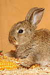 kleintierfotos kaninchen_-_zwergkaninchen