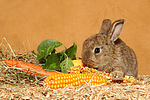 kleintierfotos kaninchen_-_zwergkaninchen