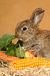 kleintierfotos kaninchen_-_zwergkaninchen