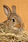 kleintierfotos kaninchen_-_zwergkaninchen