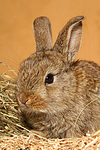 kleintierfotos kaninchen_-_zwergkaninchen