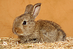 kleintierfotos kaninchen_-_zwergkaninchen