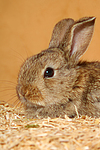 kleintierfotos kaninchen_-_zwergkaninchen