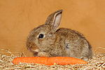 kleintierfotos kaninchen_-_zwergkaninchen
