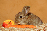 kleintierfotos kaninchen_-_zwergkaninchen