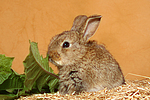 kleintierfotos kaninchen_-_zwergkaninchen
