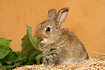 kleintierfotos kaninchen_-_zwergkaninchen