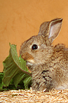 kleintierfotos kaninchen_-_zwergkaninchen