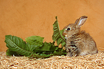 kleintierfotos kaninchen_-_zwergkaninchen
