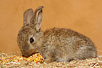 kleintierfotos kaninchen_-_zwergkaninchen