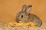 kleintierfotos kaninchen_-_zwergkaninchen