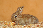 kleintierfotos kaninchen_-_zwergkaninchen