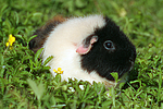 kleintierfotos meerschwein_-_us-teddy