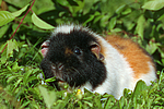 kleintierfotos meerschwein_-_us-teddy