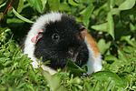 kleintierfotos meerschwein_-_us-teddy