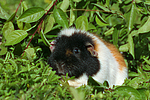 kleintierfotos meerschwein_-_us-teddy
