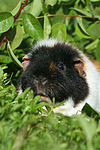 kleintierfotos meerschwein_-_us-teddy