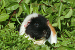 kleintierfotos meerschwein_-_us-teddy