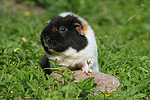 kleintierfotos meerschwein_-_us-teddy