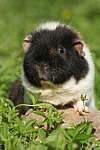 kleintierfotos meerschwein_-_us-teddy