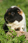 kleintierfotos meerschwein_-_us-teddy