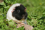 kleintierfotos meerschwein_-_us-teddy