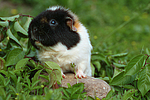 kleintierfotos meerschwein_-_us-teddy