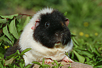 kleintierfotos meerschwein_-_us-teddy