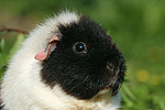 kleintierfotos meerschwein_-_us-teddy