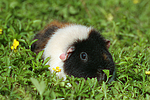 kleintierfotos meerschwein_-_us-teddy