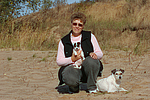 hundefotos parson_russell_terrier