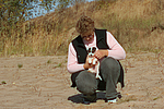 hundefotos parson_russell_terrier