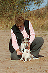 hundefotos parson_russell_terrier