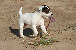 hundefotos parson_russell_terrier