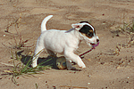 hundefotos parson_russell_terrier
