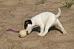 hundefotos parson_russell_terrier