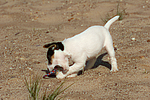 hundefotos parson_russell_terrier