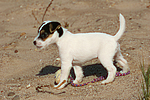 hundefotos parson_russell_terrier