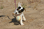 hundefotos parson_russell_terrier