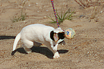 hundefotos parson_russell_terrier
