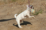 hundefotos parson_russell_terrier