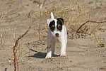 hundefotos parson_russell_terrier