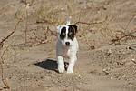 hundefotos parson_russell_terrier